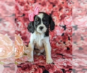 Cavapoo Puppy for sale in NOTTINGHAM, PA, USA
