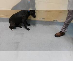 Mutt Dogs for adoption in Tulsa, OK, USA