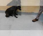 RILEY - Female Mutt Dog for Adoption - Small photo