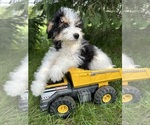 Small Photo #2 Bernedoodle (Miniature) Puppy For Sale in MIDDLEBURY, IN, USA