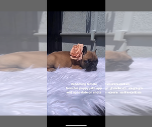 French Bulldog Puppy for sale in SACRAMENTO, CA, USA