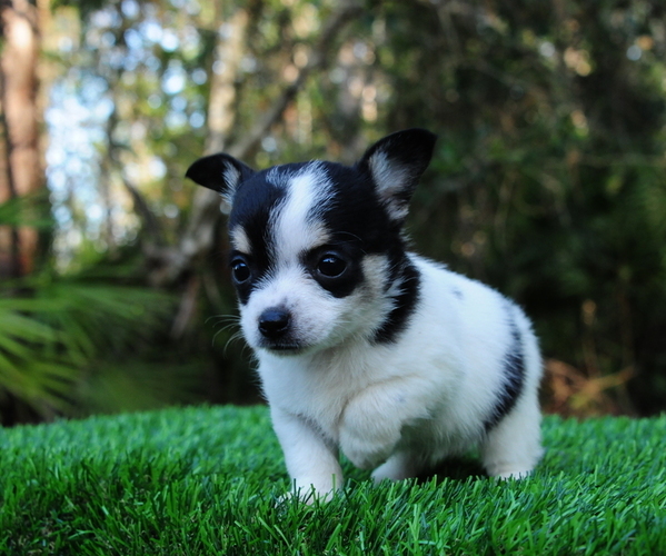 Medium Photo #3 Chiranian Puppy For Sale in SAINT AUGUSTINE, FL, USA