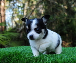 Small Photo #3 Chiranian Puppy For Sale in SAINT AUGUSTINE, FL, USA