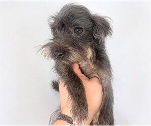 Mutt Dogs for adoption in Houston, TX, USA