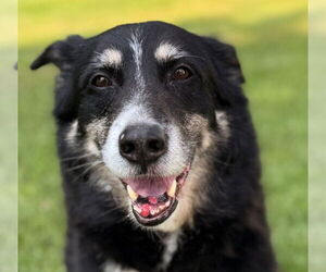 Shollie Dogs for adoption in Minneapolis, MN, USA