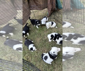 Border Collie Puppy for sale in BARDSTOWN, KY, USA