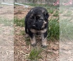 Small Photo #11 German Shepherd Dog Puppy For Sale in GOLDENDALE, WA, USA