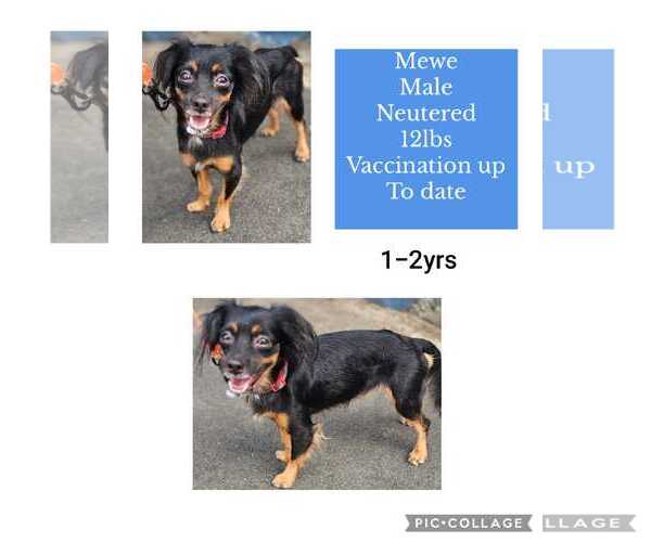 Medium Photo #2 ShiChi Puppy For Sale in Virginia Beach, VA, USA