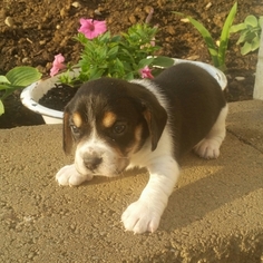 Beagle Puppy for sale in SUGARCREEK, OH, USA