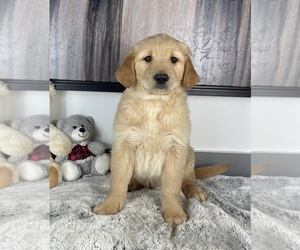 Golden Retriever Puppy for sale in FRANKLIN, IN, USA