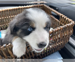 Puppy Charlie Miniature Australian Shepherd