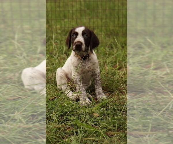 Medium Photo #3 German Shorthaired Pointer-German Wirehaired Pointer Mix Puppy For Sale in FREDERICKSBURG, TX, USA