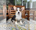 Beckham - Male Pembroke Welsh Corgi Puppy for Sale - Photo #5