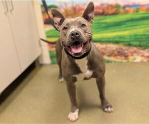 American Pit Bull Terrier-Unknown Mix Dogs for adoption in Moreno Valley, CA, USA