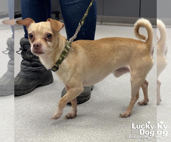 Medium Photo #3 Chihuahua-Unknown Mix Puppy For Sale in Washington, DC, USA