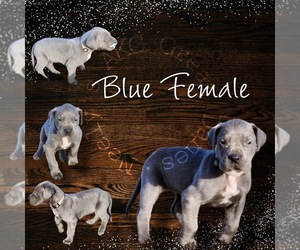 Great Dane Puppy for Sale in HENRYETTA, Oklahoma USA