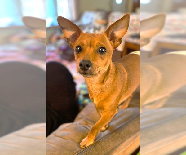 Medium Photo #12 Chihuahua-Unknown Mix Puppy For Sale in St. Louis Park, MN, USA