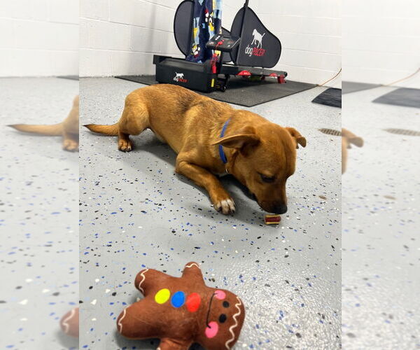 Medium Photo #2 Beagle-Unknown Mix Puppy For Sale in Pierceton , IN, USA