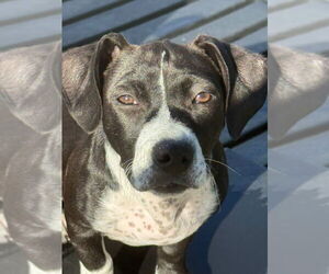 Beagle-Unknown Mix Dogs for adoption in Dana Point, CA, USA