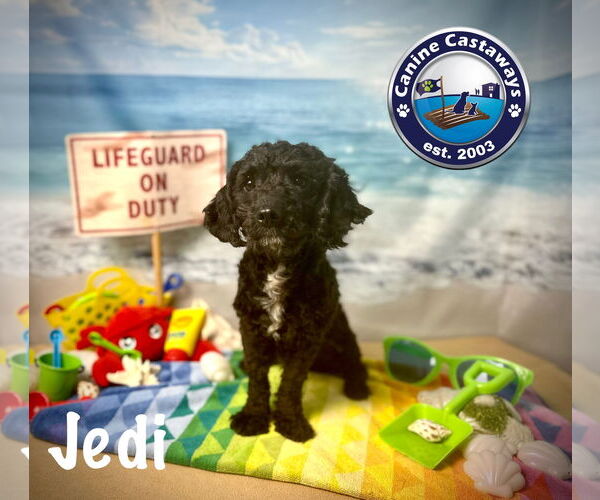 Medium Photo #3 Poodle (Miniature)-Unknown Mix Puppy For Sale in Arcadia, FL, USA