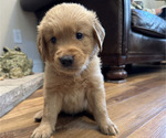 Puppy Black Golden Retriever