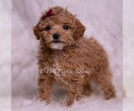 Puppy Kay F1b Maltipoo (Miniature)