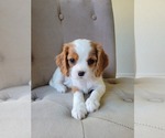 Small Photo #1 Cavalier King Charles Spaniel Puppy For Sale in FAIR OAKS, CA, USA