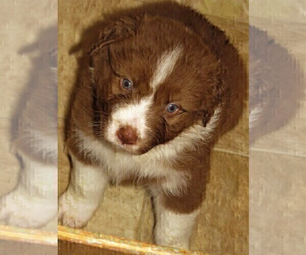 Medium Photo #22 Australian Shepherd Puppy For Sale in DRAYTON, SC, USA