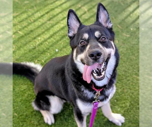 Medium Photo #3 Siberian Husky-Unknown Mix Puppy For Sale in Las Vegas, NV, USA