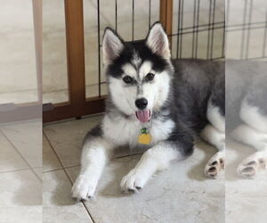 - Mix Dogs for adoption in The Woodlands, TX, USA