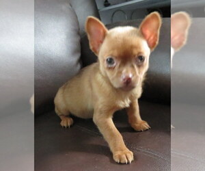 Chihuahua Puppy for sale in HAYES, VA, USA