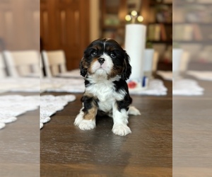 Cavalier King Charles Spaniel Puppy for sale in AUBURN, IN, USA