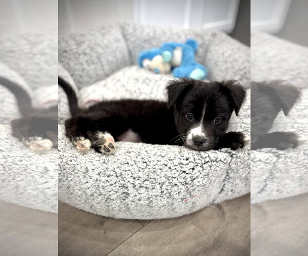 Medium Photo #9 Borador Puppy For Sale in Sandy, UT, USA