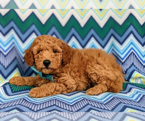 Medium Photo #4 Labradoodle Puppy For Sale in KIRKWOOD, PA, USA