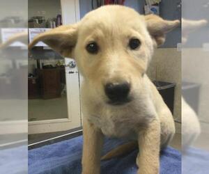 Siberian Husky Dogs for adoption in Riverside, CA, USA