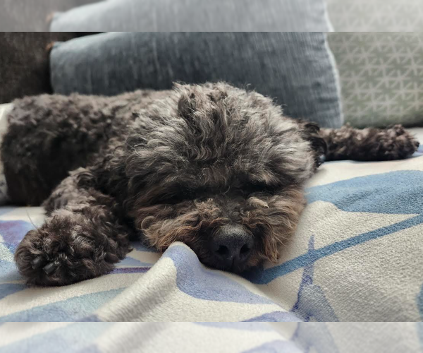 Medium Photo #4 Poodle (Miniature) Puppy For Sale in San Diego, CA, USA