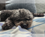 Small Photo #4 Poodle (Miniature) Puppy For Sale in San Diego, CA, USA