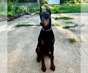 Father of the Doberman Pinscher puppies born on 05/23/2026