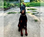 Small Photo #1 Doberman Pinscher Puppy For Sale in MCHENRY, IL, USA