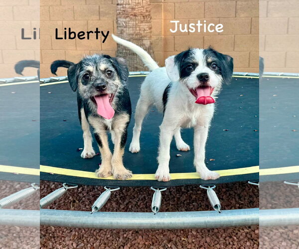 Medium Photo #2 Border Terrier-Unknown Mix Puppy For Sale in Cave Creek, AZ, USA