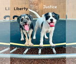 Small #1 Border Terrier Mix