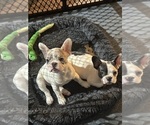 Small French Bulldog