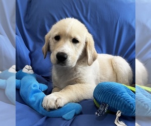 Labrador Retriever Puppy for sale in LIVE OAK, FL, USA