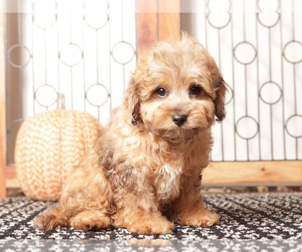 Medium Photo #3 Cavapoo Puppy For Sale in NAPLES, FL, USA