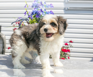 Cavachon Puppy for sale in MILLERSBURG, OH, USA