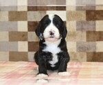 Small #2 Bernedoodle (Miniature)-Cavapoo (Miniature) Mix