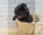 Small Photo #1 Shih-Poo Puppy For Sale in Lakewood, CO, USA
