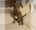 Small #3 Labrador Retriever Mix
