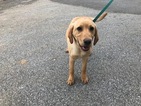 Small Photo #4 Labrador Retriever Puppy For Sale in BUCK, PA, USA