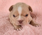Small #9 French Bulldog